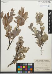 Foto von Salix glauca L.
